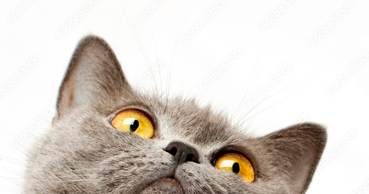 Bienvenidos al blog de Furmates