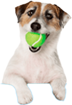 Informe digital automatizado