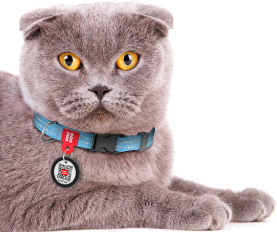 Gato con collar WAUDOG Re-Cotton